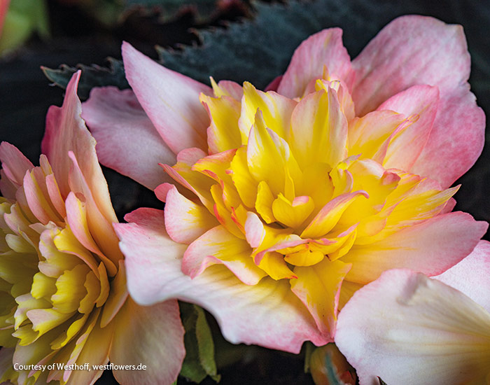 Beaugonia Saffran Glow Courtesy of Westhoff: Hanging baskets stay colorful with this heat tolerant tuberous begonia. 