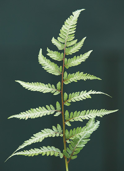 Japanese painted fern (Athyrium niponicum pictum)