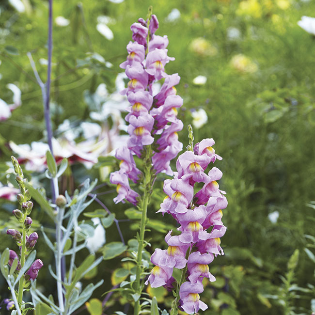 Snapdragon flower spikes: Snapdragons are the host plant for common buckeye butterflies.