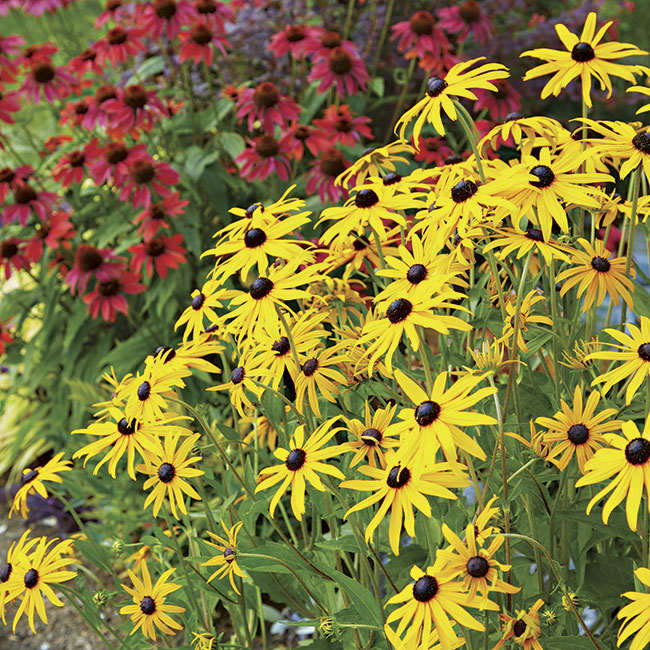 Black-eyed susan: ‘Goldsturm’ black-eyed Susan is a popular cultivar that is widely available in local garden centers.