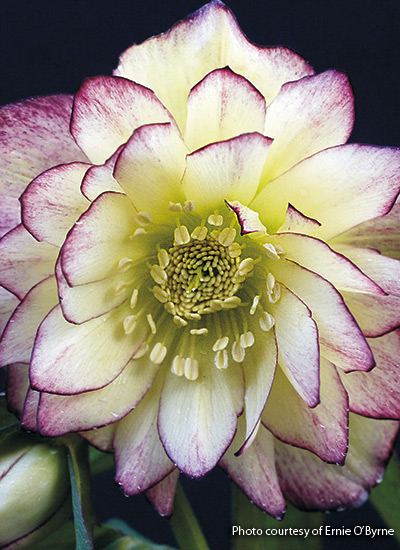‘Rose Quartz’ hellebore (Helleborus x hybridus)