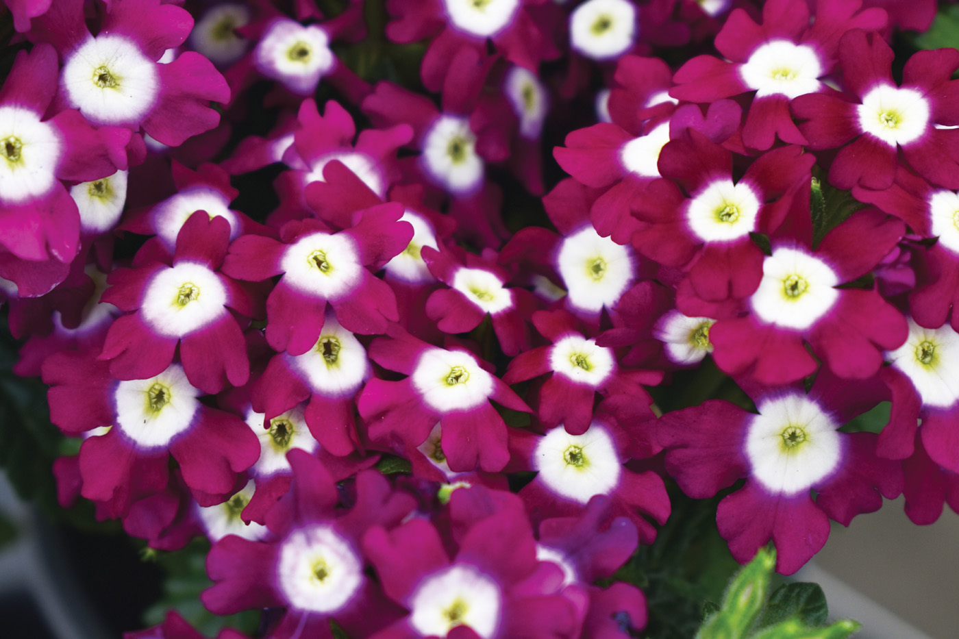 Verbena PeekABoo Burgundy: You can't miss the striking white centers on these blooms in the PeekABoo verbena series from Westoff.