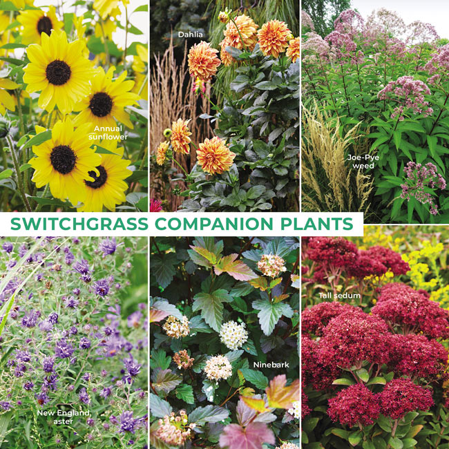 Switchgrass companion plants: Try these colorful companion plants for switchgrass.