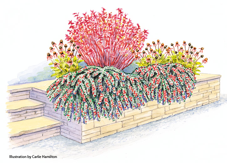 Hesse cotoneaster garden plan: Soften the edges of a low wall with a draping Hesse cotoneaster, tucked under coneflower and Tatarian dogwood.