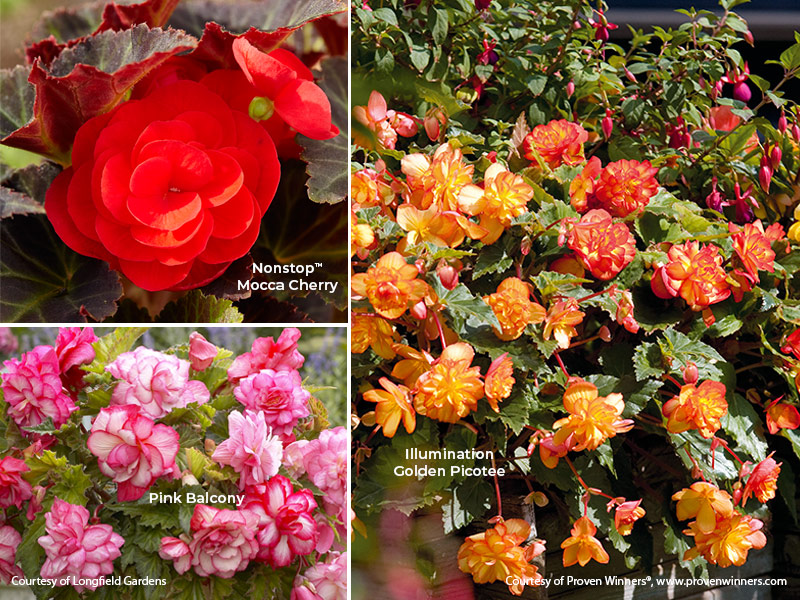 tuberous begonia colors