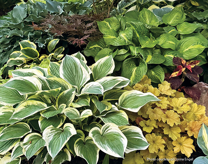 Hosta garden of Lonna Engel: Mixing together different varieties of hostas along with other shade perennials creates a beautiful tapestry of texture in this garden.