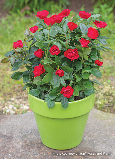 Petite Knock Out rose (Rosa hybrid)