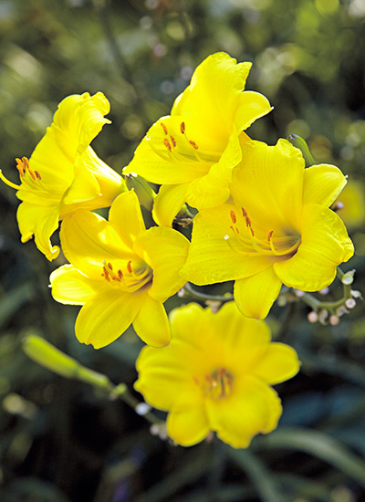 'Bitsy' daylily (Hemerocallis hybrid)