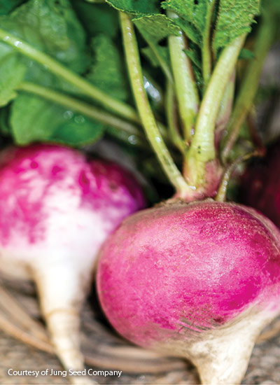 ‘Sparkler’ radish