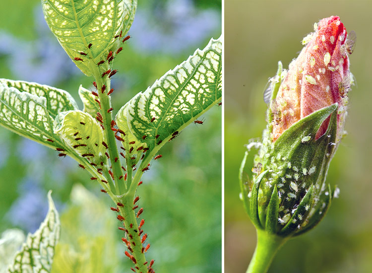 damaging-insects-to-your-garden-aphids: Aphids are very small insects with soft, pear-shaped bodies. They excrete "honeydew," a sweet substance that forms a sticky coating on leaves.