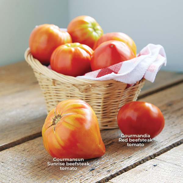 Gourmansun Sunrise & Gourmandia Red beefsteak tomatoes: These tomatoes may have an out-of-the-ordinary shape but they taste delicious!