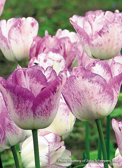 ‘Shirley’ tulip