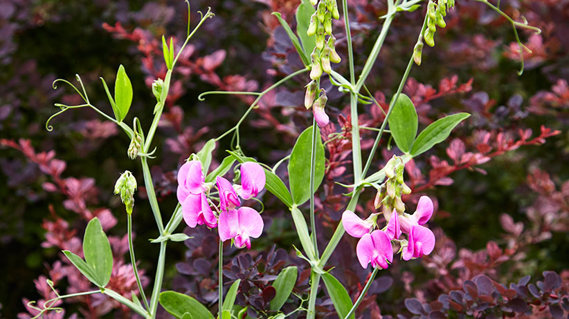 Pink sweet peas against background of red barberry: Sweet peas are incredibly fragrant but not edible.