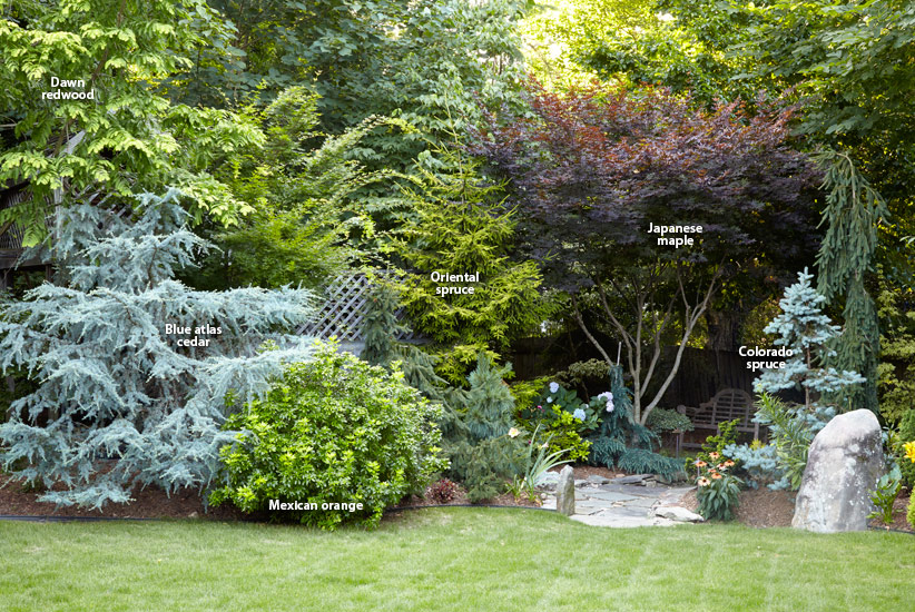 7 Ways To Use Conifers In The Garden, Conifer Garden Design Ideas