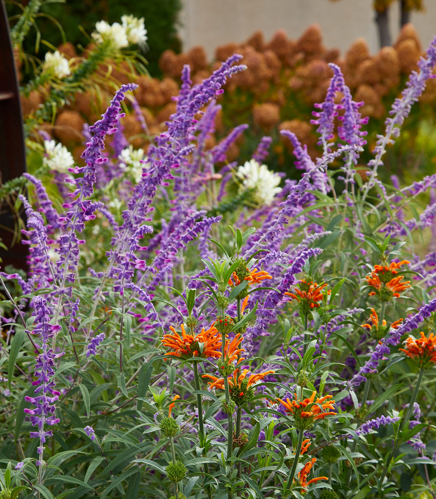 Mexican bush sage with bee balm at the Des Moines Botanical Garden: Mexican bush sage has flower spikes that elegantly dip outward and dance in a breeze. Pair this salvia with round, erect flower forms, like orange lion’s ear as seen here. Photo taken at The Greater Des Moines Botanical Garden.