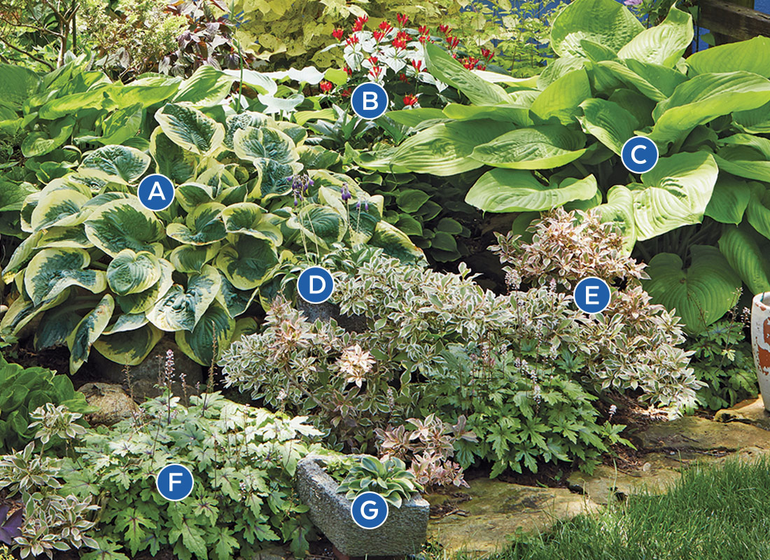 GG182 COMBOS hosta-weigela-lablled: Spotlight miniature and dwarf hostas in containers in a perennial border to add height and interest.