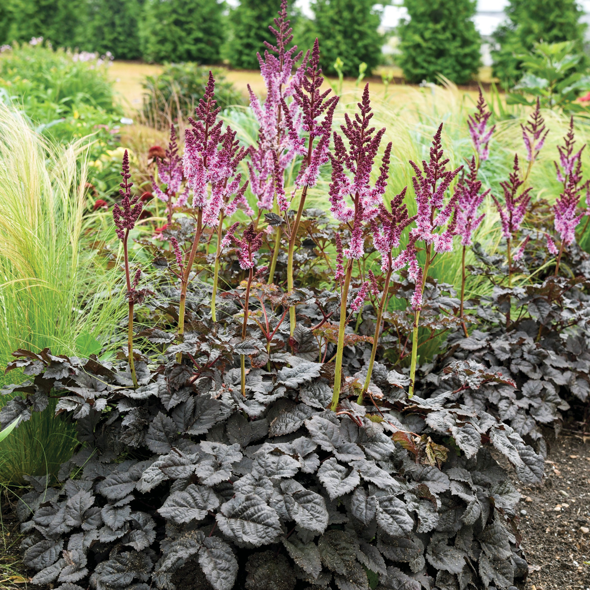 Astilbe Dark Side of the Moon Photo courtesy of Walters Gardens, Inc.: With rosy purple flower spikes and bold chocolate brown foliage, this cultivar will turn heads in a garden border. Photo courtesy of Walters Gardens, Inc.