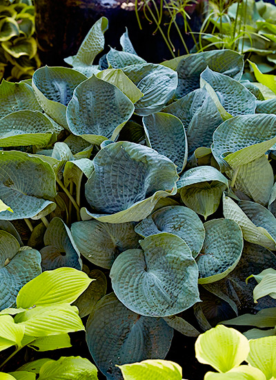 ‘Abiqua Drinking Gourd’ hosta