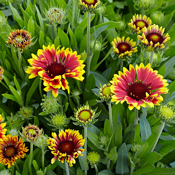 Blanket flowers: You might see a mix of fluted and flat petals on your ‘Sun Devil’ blanket flower. Fluted petals form more consistently in hot summer weather.