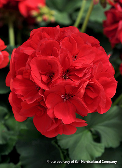 Dynamo™ Red zonal geranium (Pelargonium hortorum)