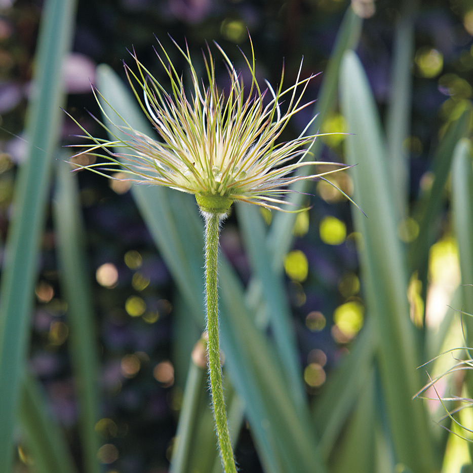 Pasque flower seedhead: Each of these threads is attached to a seed. As the seedhead matures, each one breaks from the cluster and blows away.