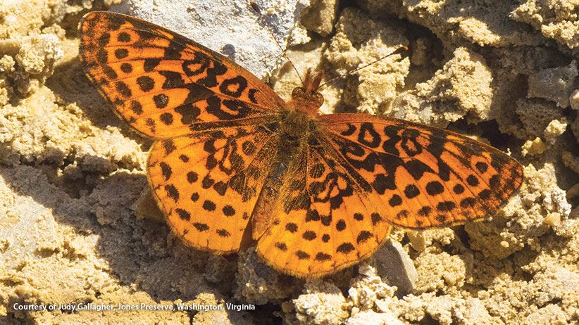 Meadow fritillary butterfly Courtesy of Judy Gallagher, Jones Preserve, Washington, Virginia: Meadow fritillary butterflies are a nonmigratory species that are attracted to violets throughout the Midwest, mid-Atlantic and New England states plus southern Canada.