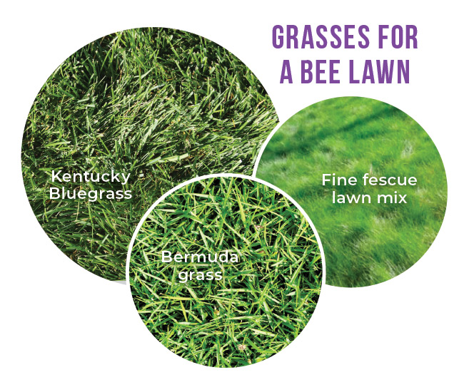 Grasses for a bee lawn include Kentucky Bluegrass, Bermuda grass and fine fescue lawn mix: Grasses for a bee lawn include Kentucky Bluegrass, Bermuda grass and fine fescue lawn mix.