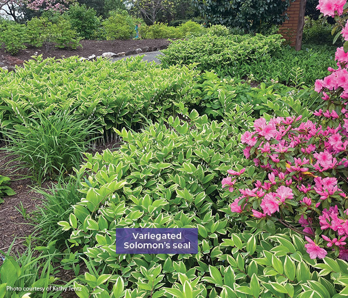 Solomons seal as a ground cover courtesy of Kathy Jentz: All species of Solomon’s seal make excellent ground cover plants for shady areas and fill in to form large colonies over time.