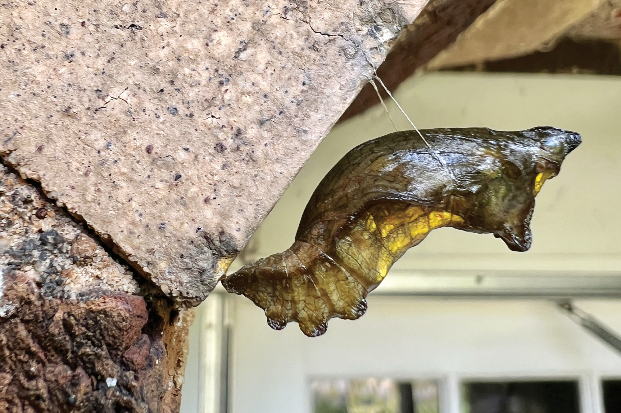 Pipevine swallowtail chrysalis courtesy of Joanna Brichetto: This pipevine swallowtail chrysalis caught me by surprise hanging outside on my back patio. Photo courtesy of Joanna Brichetto