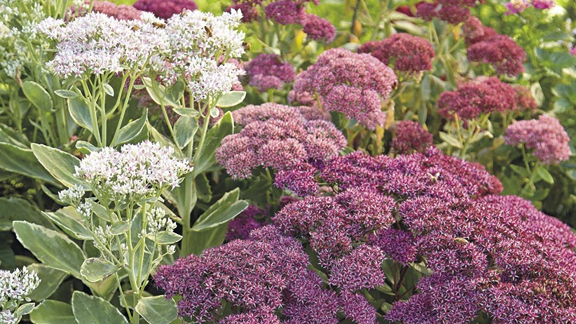 Group of three types of sedum in a garden bed in different shades of pink: Tall sedum flowers come in shades of pink, burgundy and white.