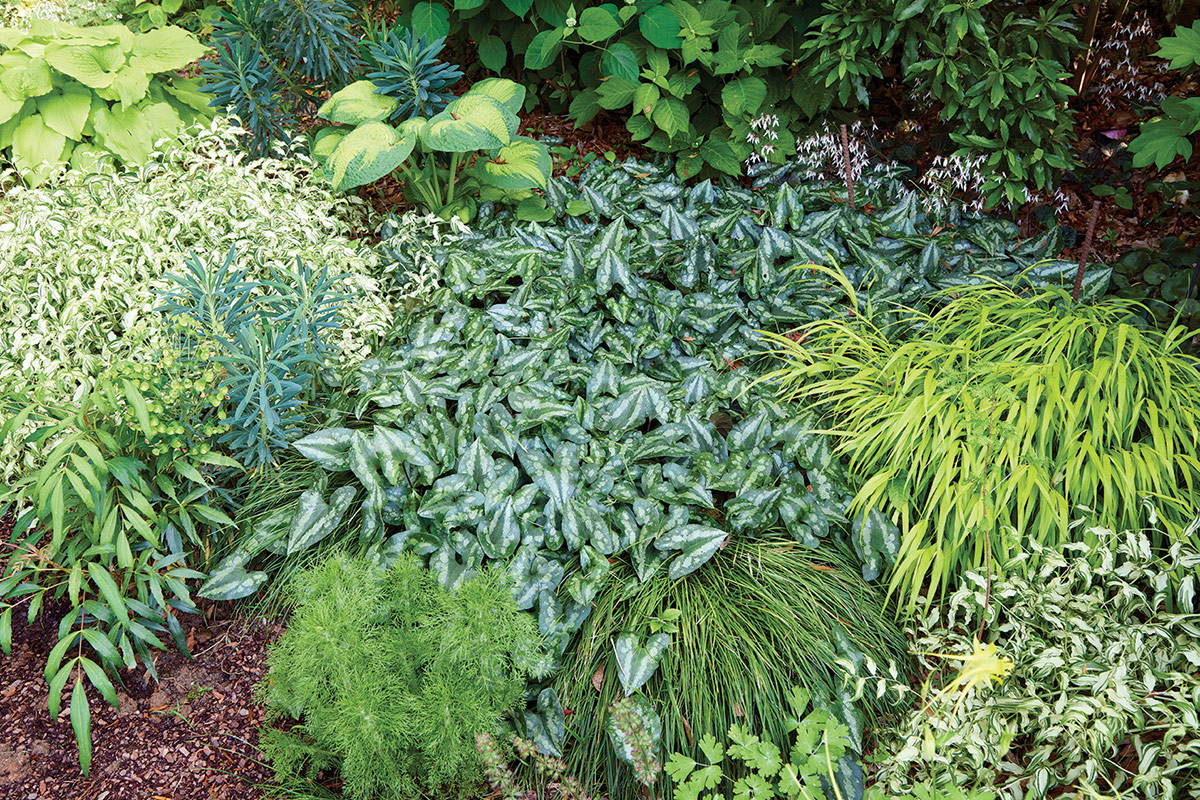 GG182 COMBOS 02 lead: Combining foliage textures and colors is a great way to add interest in shady gardens. Garden design by Inta Krombolz