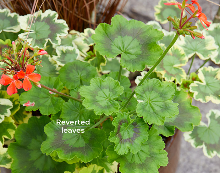 zonal geranium with reverted leaves on a variegated plant: Remove leaves that revert on your zonal geranium, otherwise they’ll outcompete the more colorful ones and you’ll have mostly green foliage.
