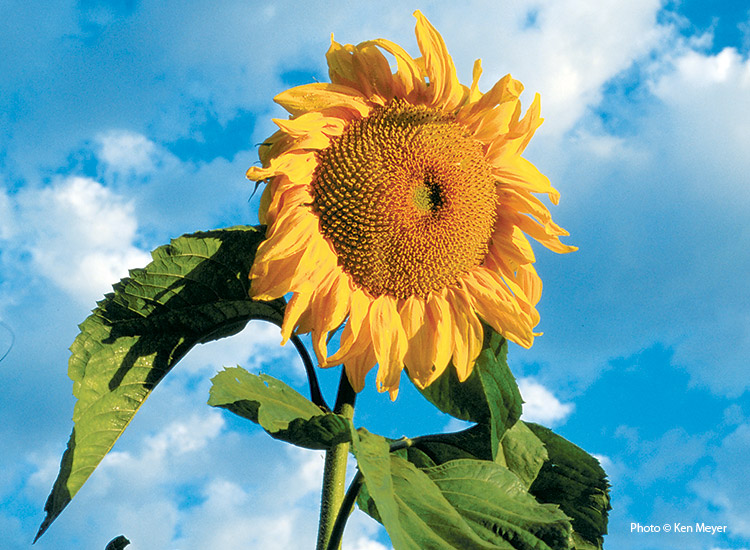 7-sunflower-varieties-for-your-garden-Mammoth-Gray-Stripe