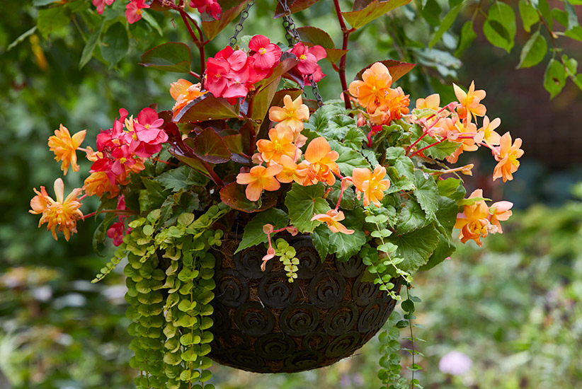 Best Hanging Basket Plants Garden Gate