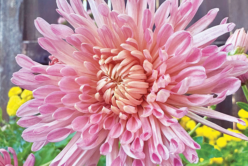 ‘Fancy Free’ heirloom mum (Chrysanthemum hybrid) 