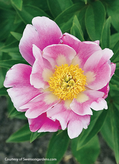 ‘Wonderous Portrait’ (Paeonia hybrid)