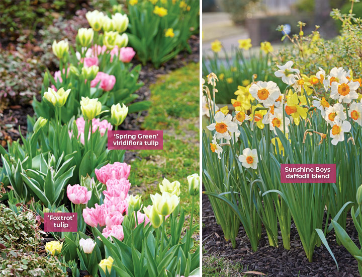 春天的郁金香和水仙花:这些“狐步舞”和“春绿”郁金香是蕾妮的最爱。