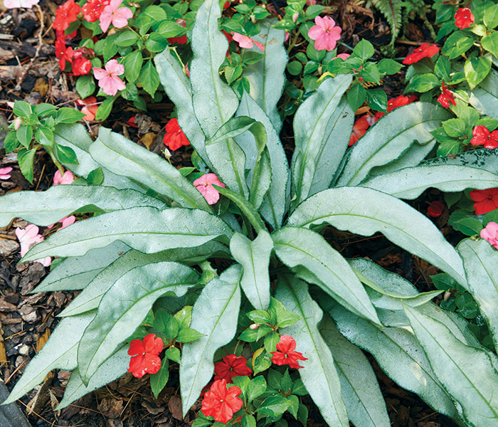 Pulmonaria Silver Bouquet: ‘Silver Bouquet’ pulmonaria is a great perennial for shade with unique solid silver leaves. 