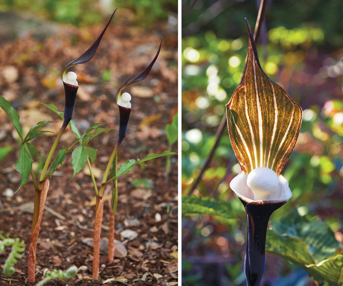 Japanese cobra lily habit and close-up of white spadix: The white spadix holds the plant’s true flowers, while the striped spathe acts like a hood, protecting the bloom. 