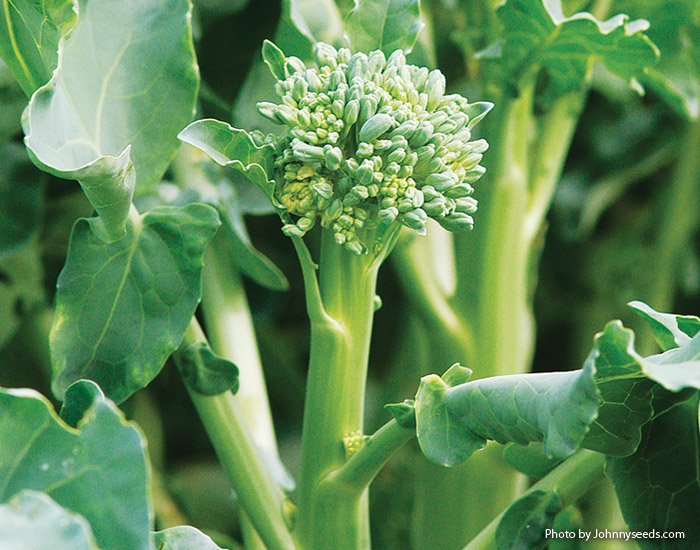 Happy Rich Broccoli from Johnny's Seeds