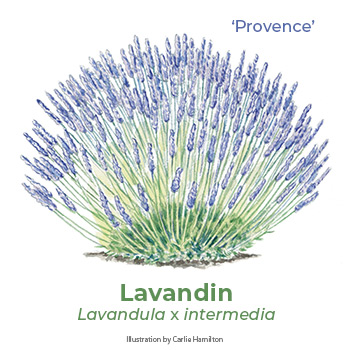 Lavandin 'Provence' lavender watercolor illustration SM: ‘Provence’ lavendin