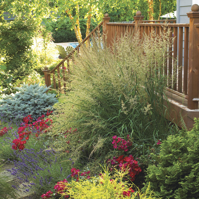 Switchgrass as an attention-getter in the garden: Tucked into the corner of the stairs and deck, switchgrass anchors the planting around it with a tall, strong presence that catches your eye as you approach the steps.
