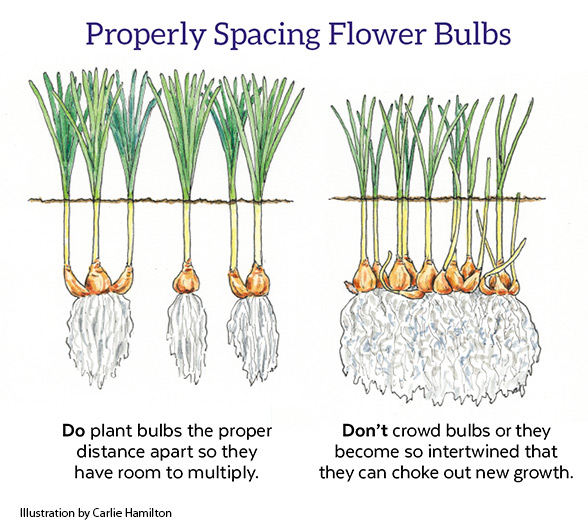 How to Plant Bulbs Garden Gate