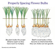 How To Plant Bulbs Garden Gate