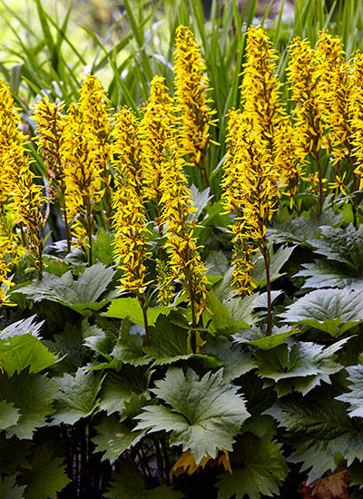 Ligularia (Ligularia spp. and hybrids)