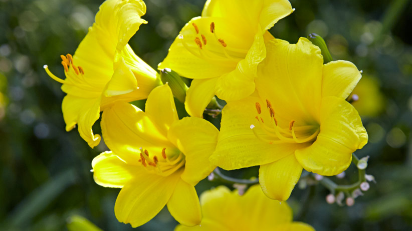 3 out-of-the-ordinary daylilies | Garden Gate Magazine