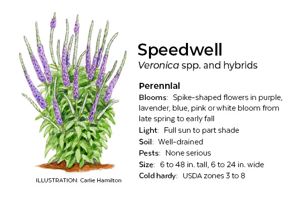 Speedwell botanical illustration by Carlie Hamilton