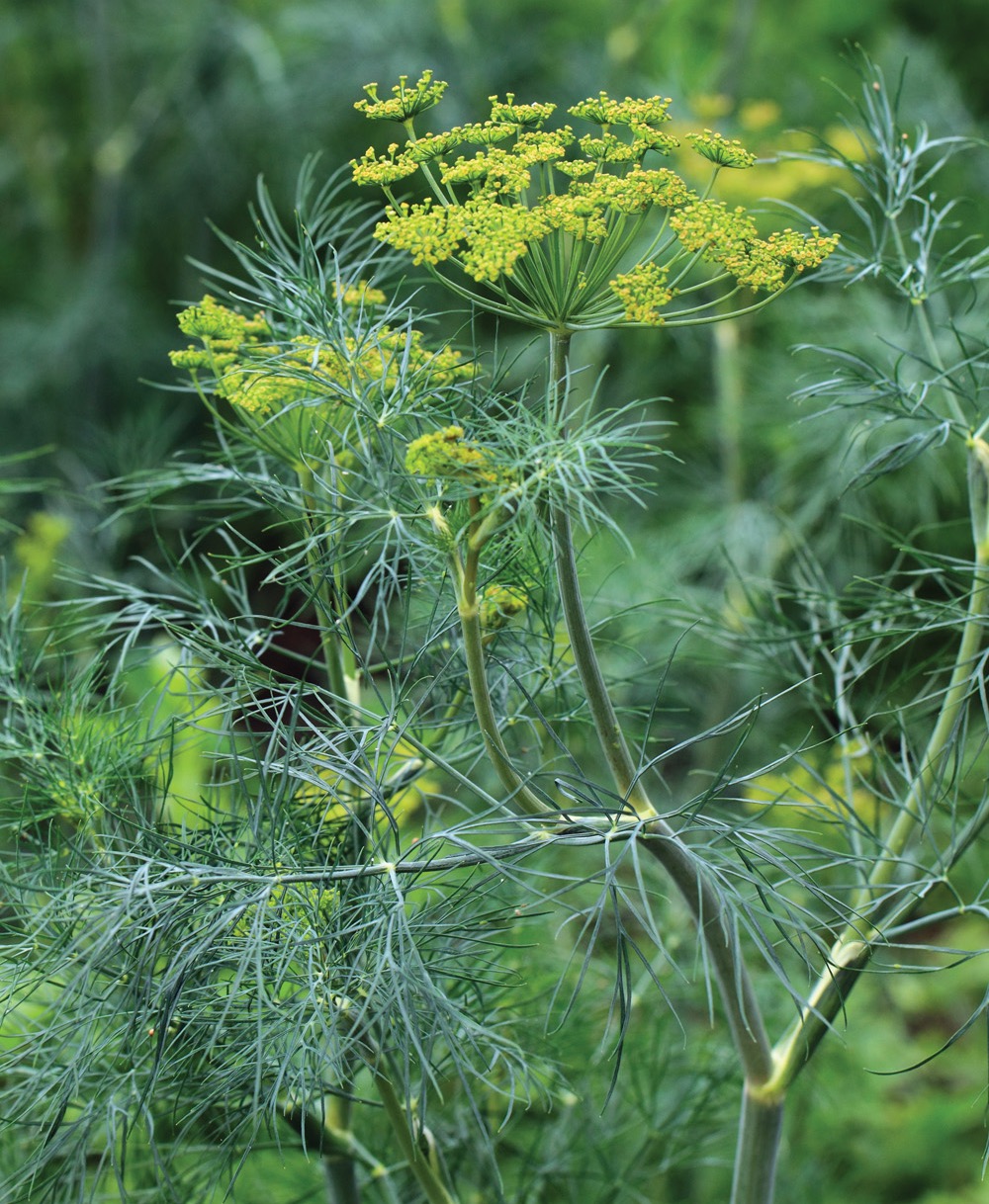 GG185PESTS 18 AdobeStock 85291887: Dill not only attracts beneficial insects, it's also a host plant for swallowtail butterflies.