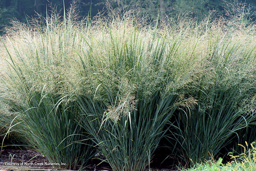 Switchgrass (Panicum virgatum ‘Northwind’)
