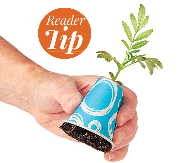 seedling cup tip lead: Just squeeze the cup to release the seedling into the planting hole when ready to transplant!